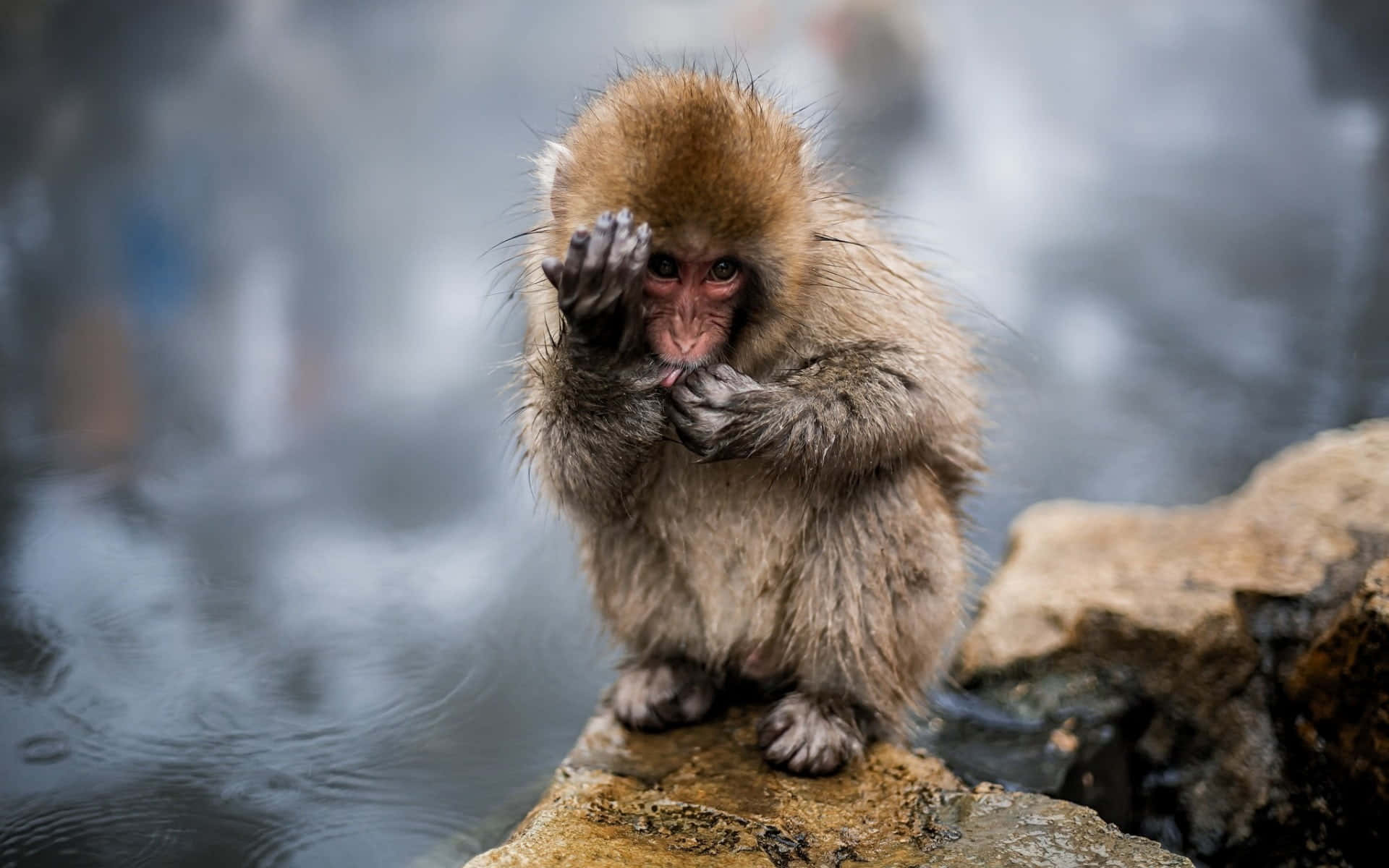 A Monkey Is Sitting On Rocks And Looking At The Water