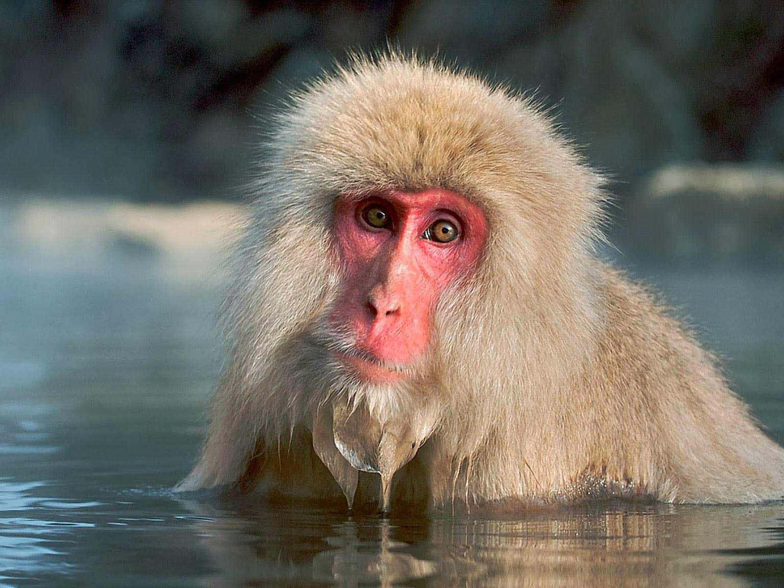 A Snow Monkey Is Swimming In The Water