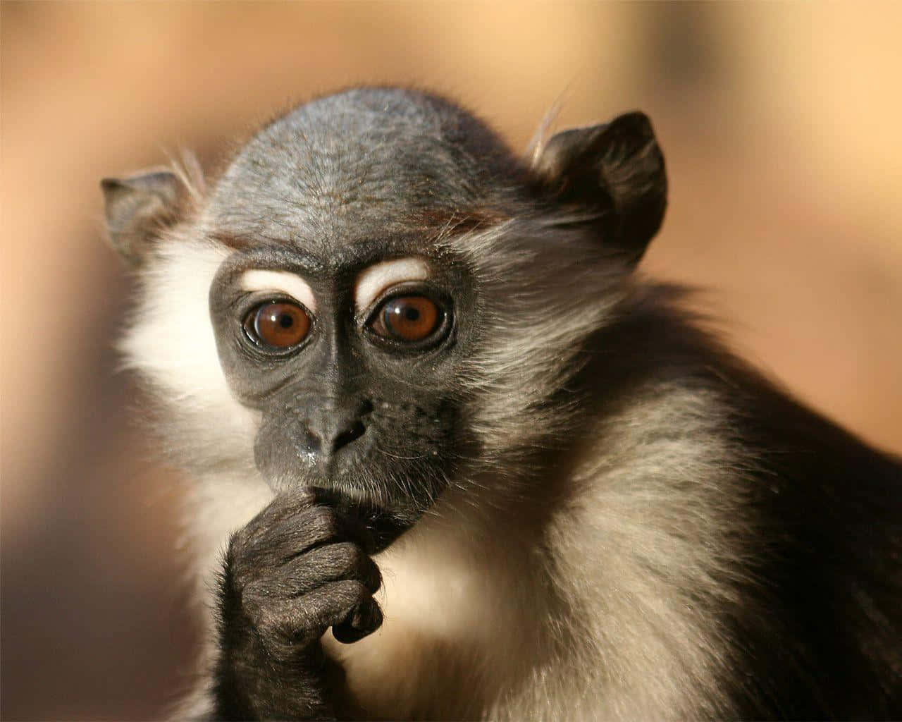 A Monkey With Its Mouth Open Is Looking At Something