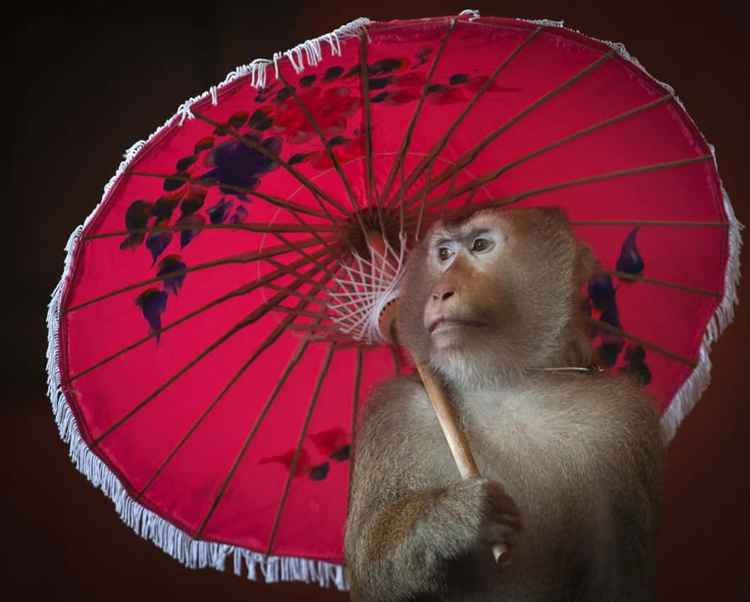 A Monkey Holding A Red Umbrella