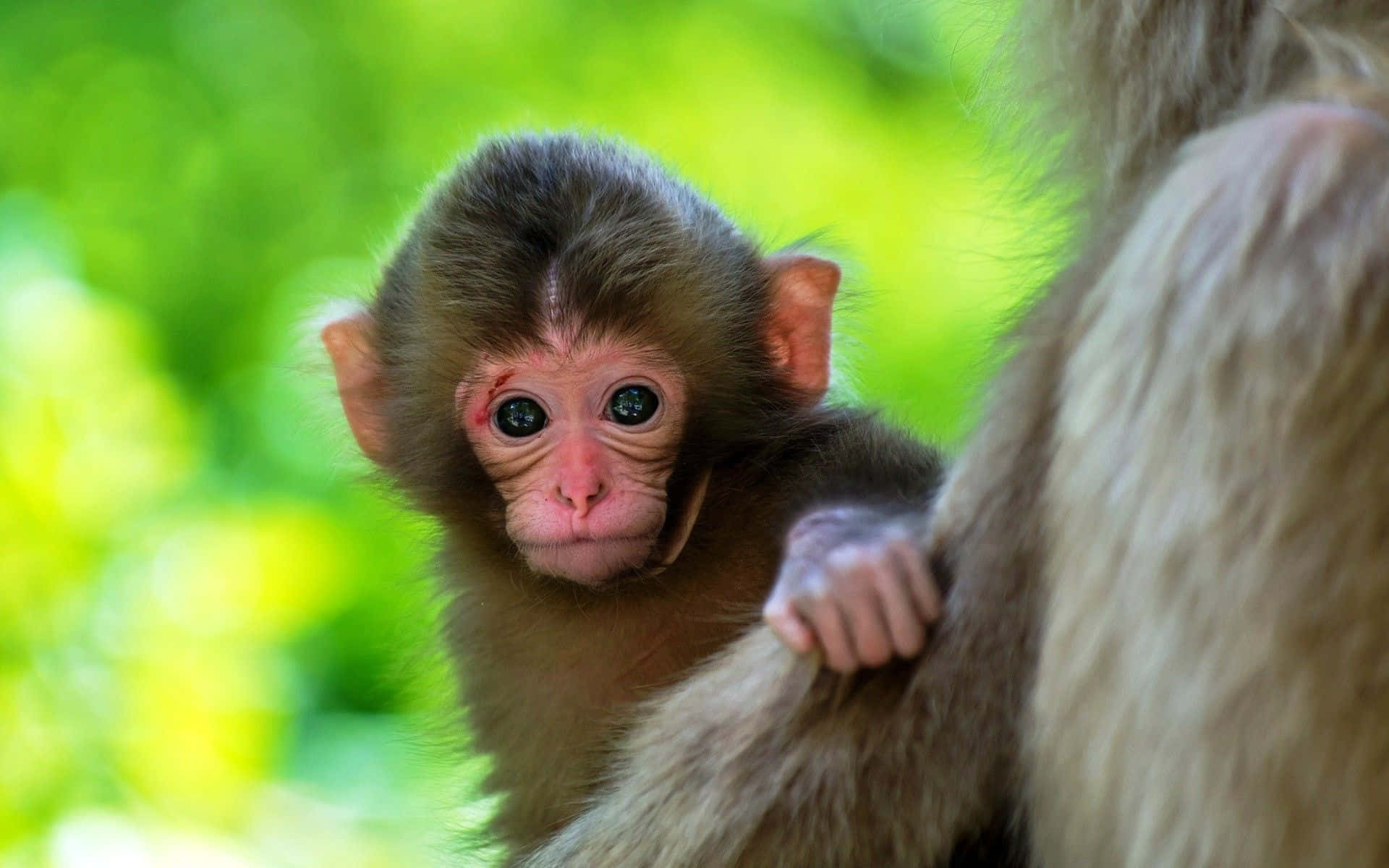 Aww! Adorable Baby Monkey
