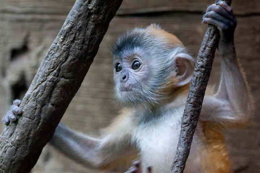 An adorable and inquisitive Monkey