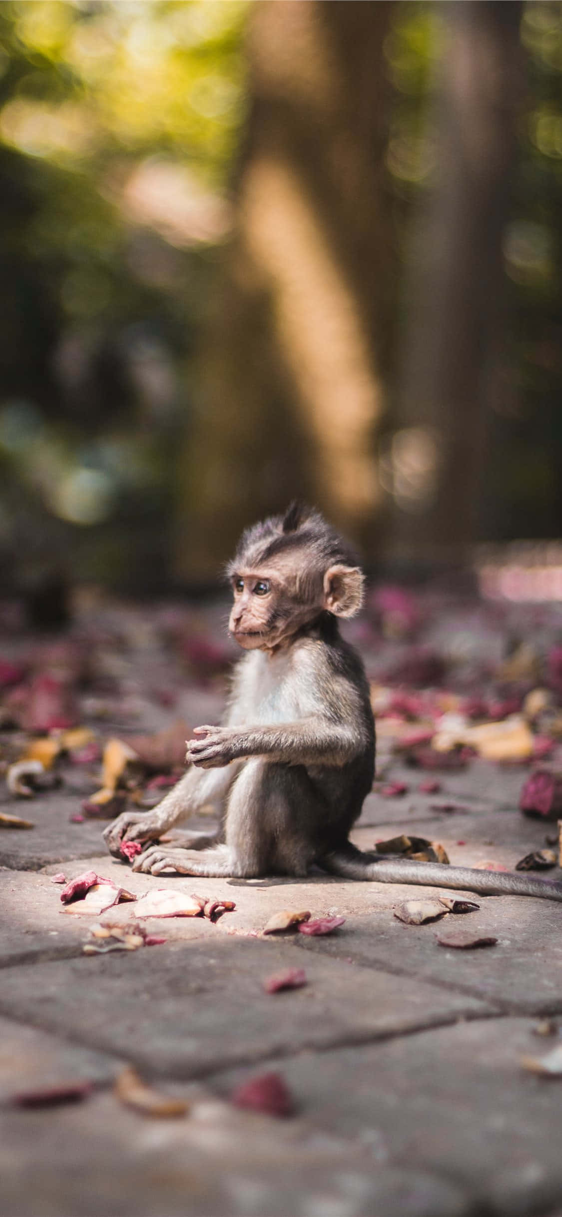 A Sweet Little Monkey with an Adorable Expression