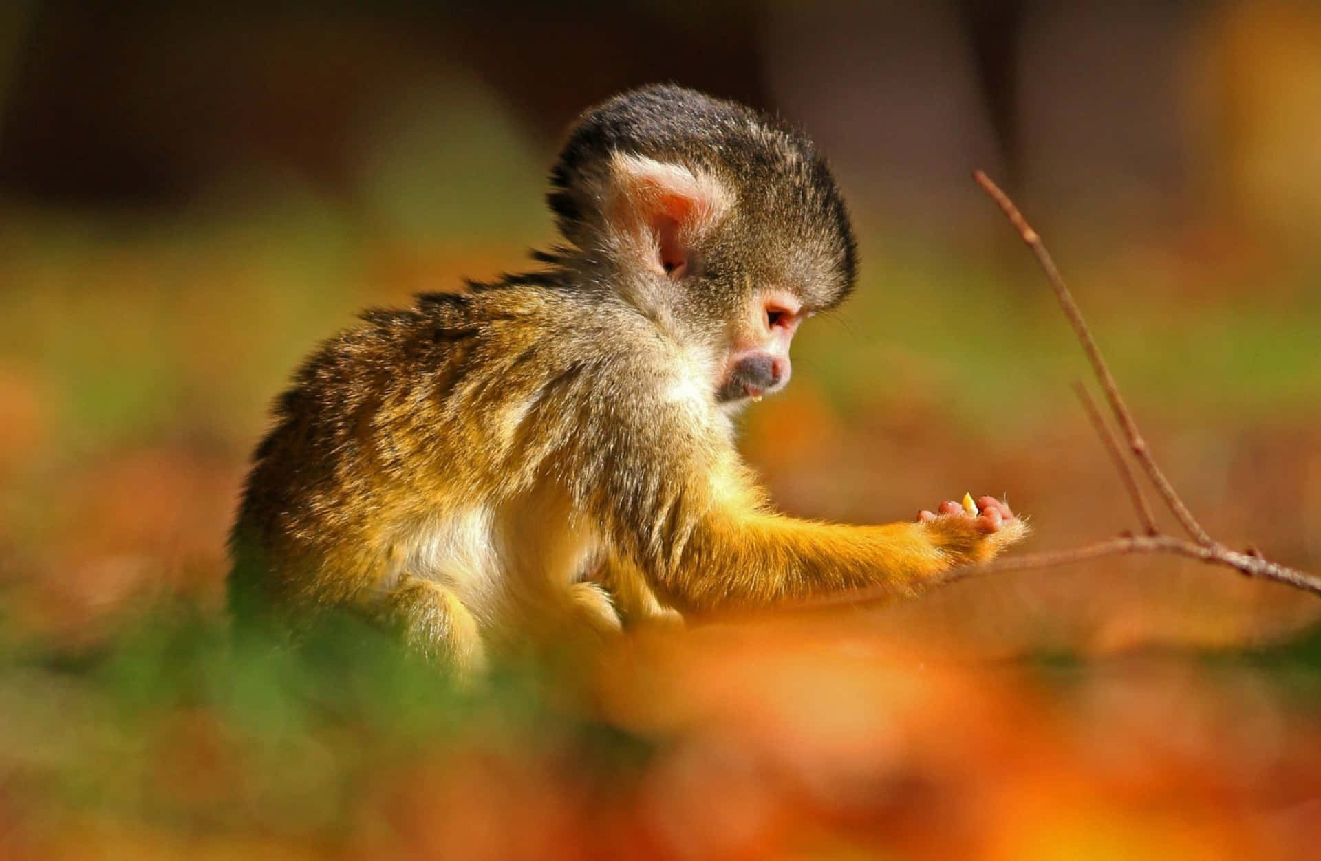 Look at this adorable little monkey