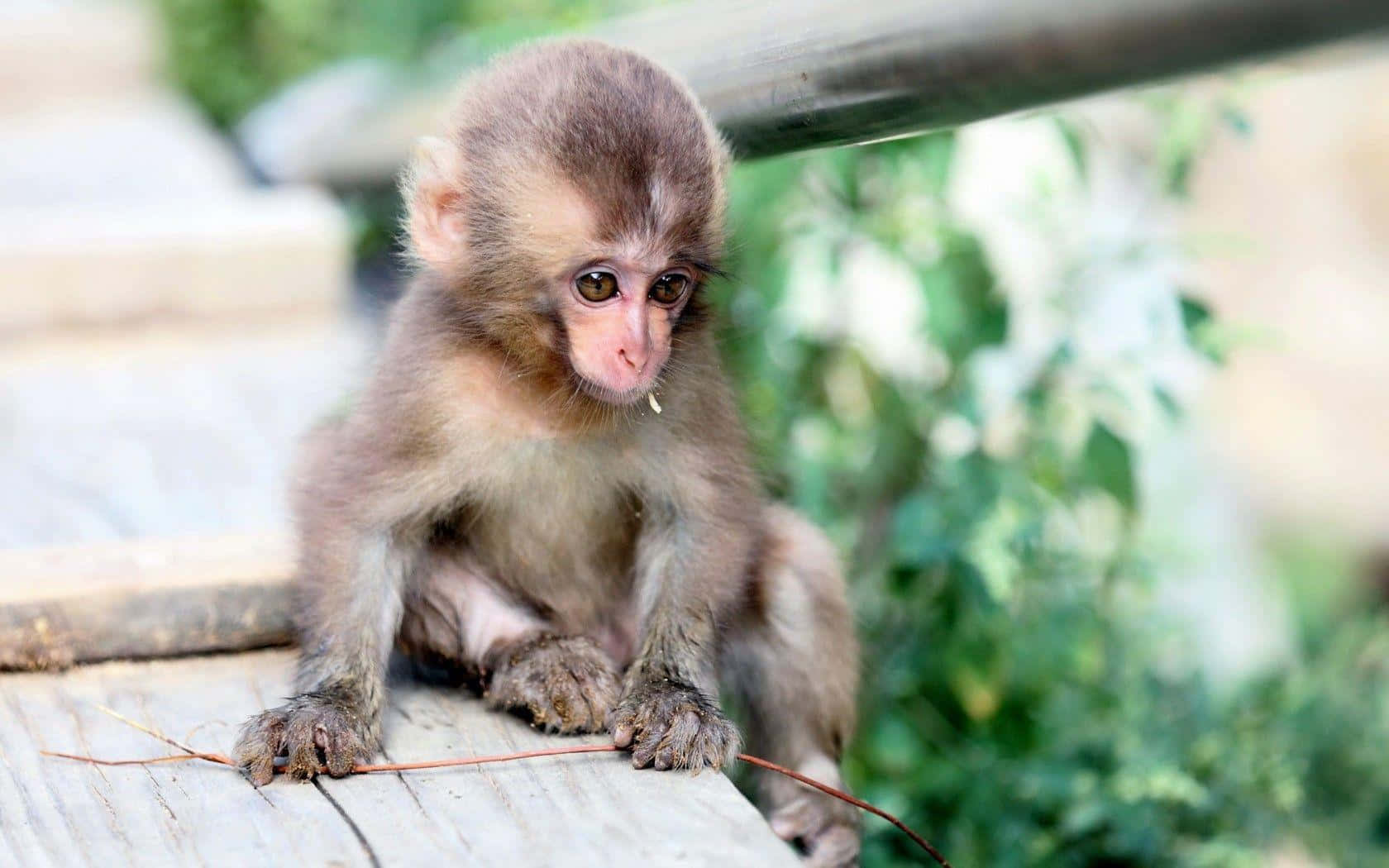 A Cute Monkey Enjoying Life