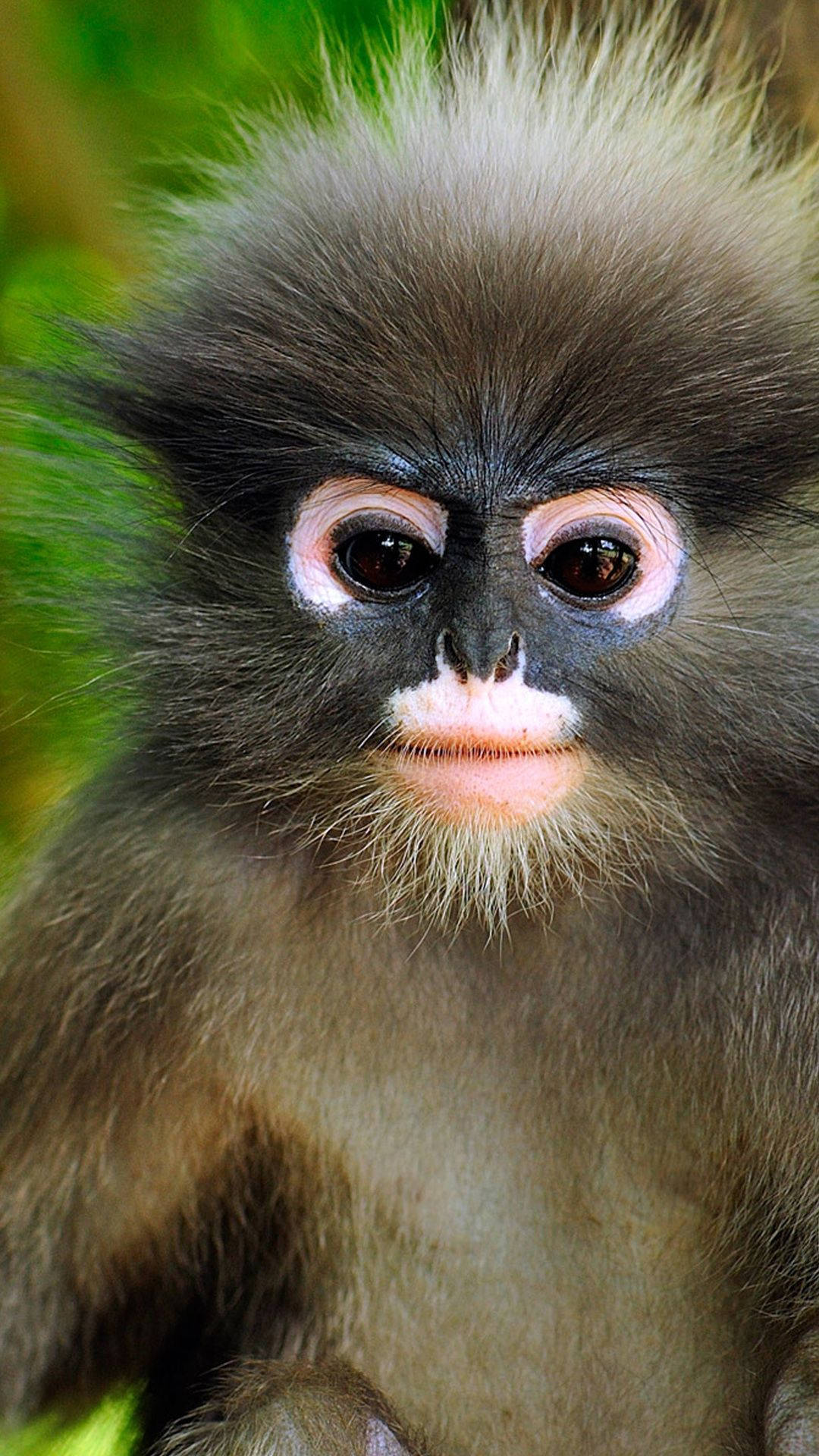Cute Monkey Furry Face Wallpaper