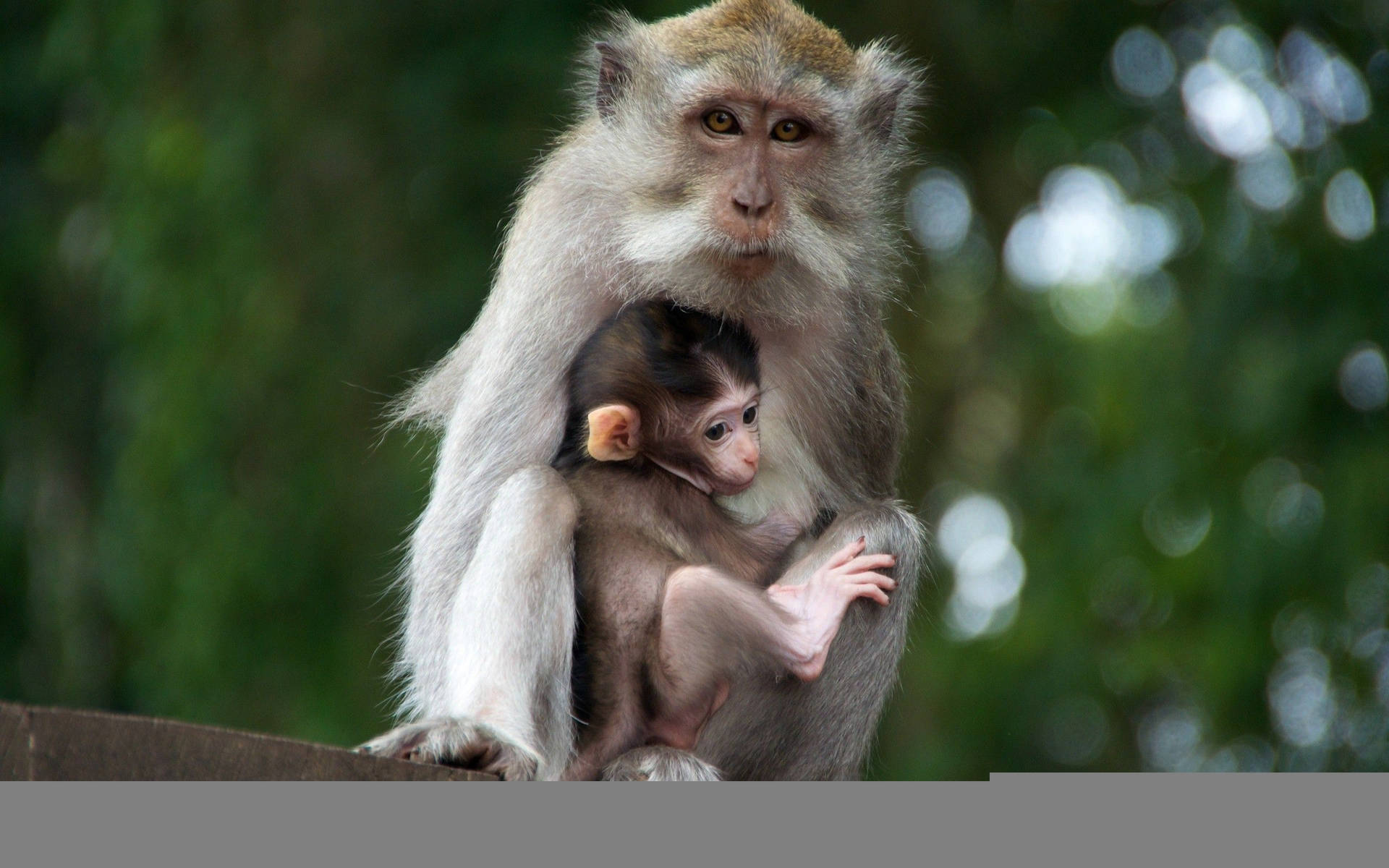 Cute Monkey Hiding With Its Mother Wallpaper