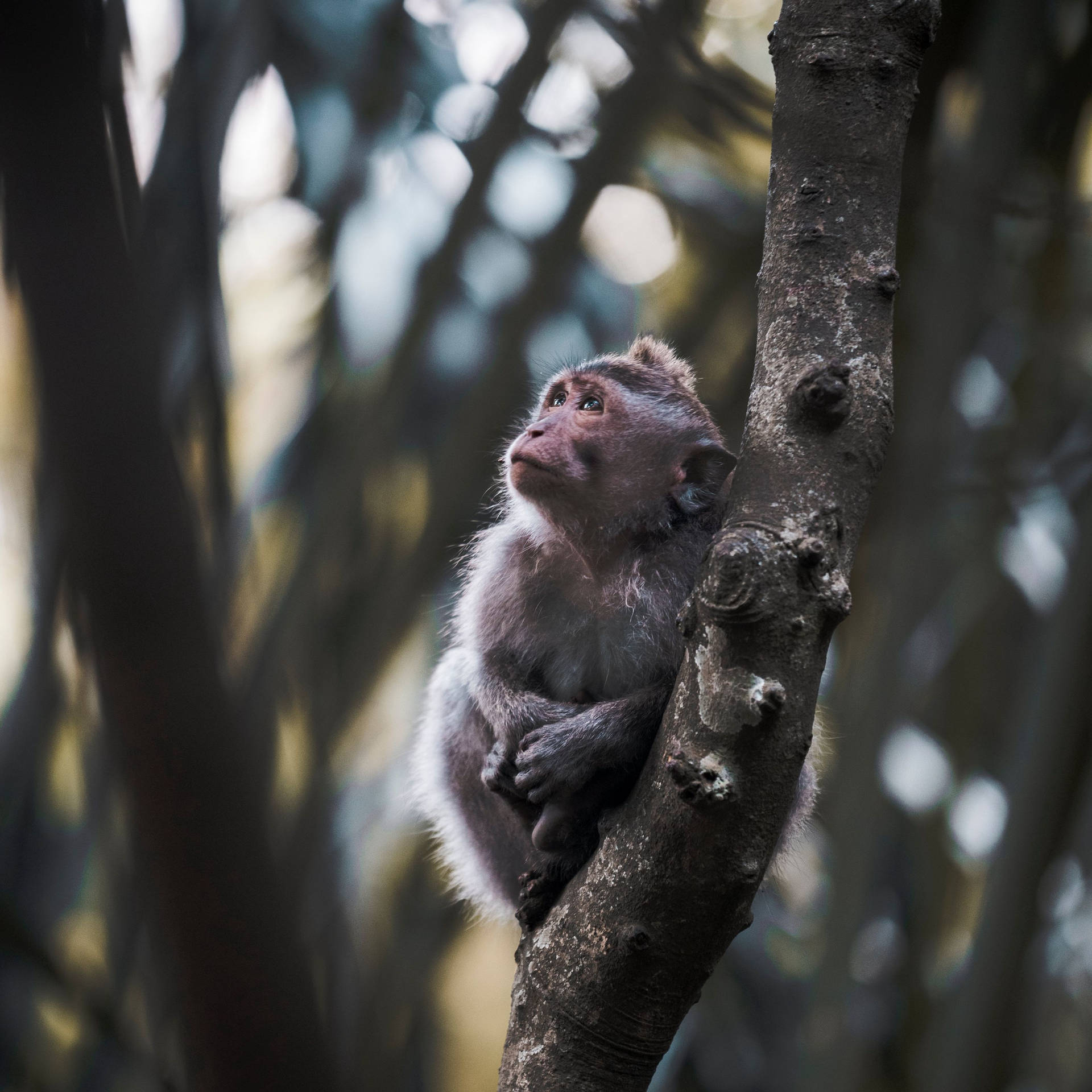 Cute Monkey On Tree Branch Wallpaper