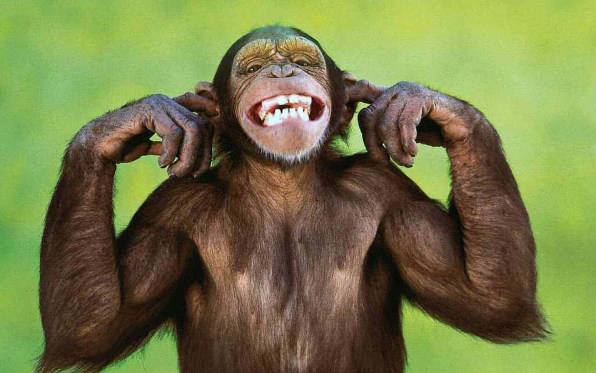 Adorabilefoto Di Una Scimmietta Che Copre L'orecchio. Sfondo