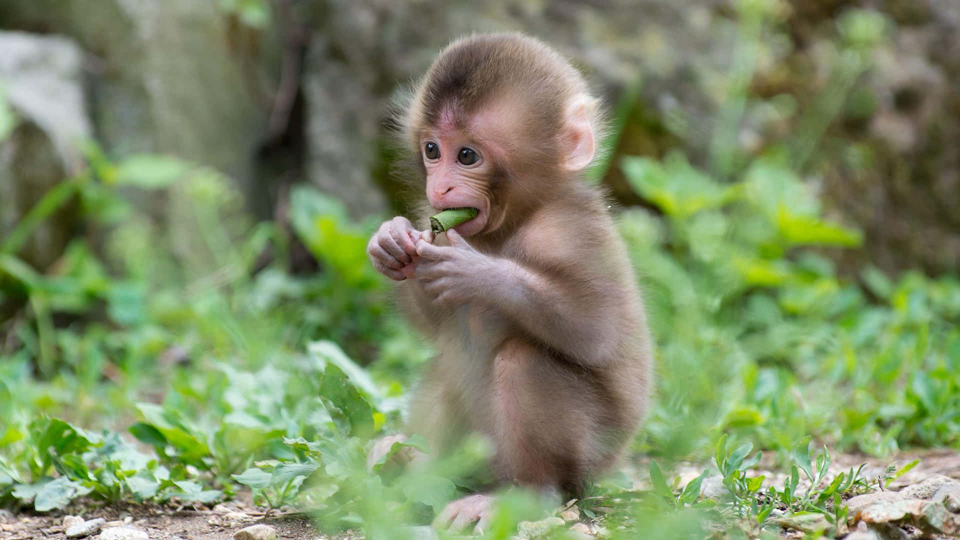 Fotografiafofa De Um Macaco Comendo. Papel de Parede
