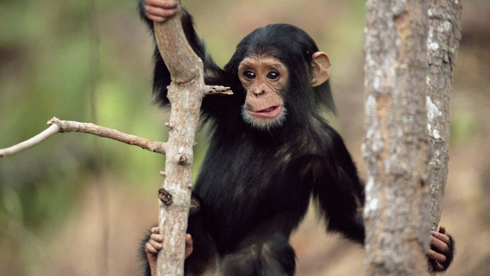 Cute Monkey Photo Hanging On Twig Wallpaper