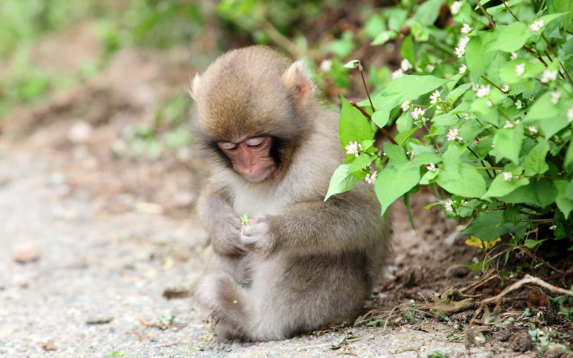 Fotofofa De Um Macaco Segurando Uma Flor Para Papel De Parede De Computador Ou Celular. Papel de Parede