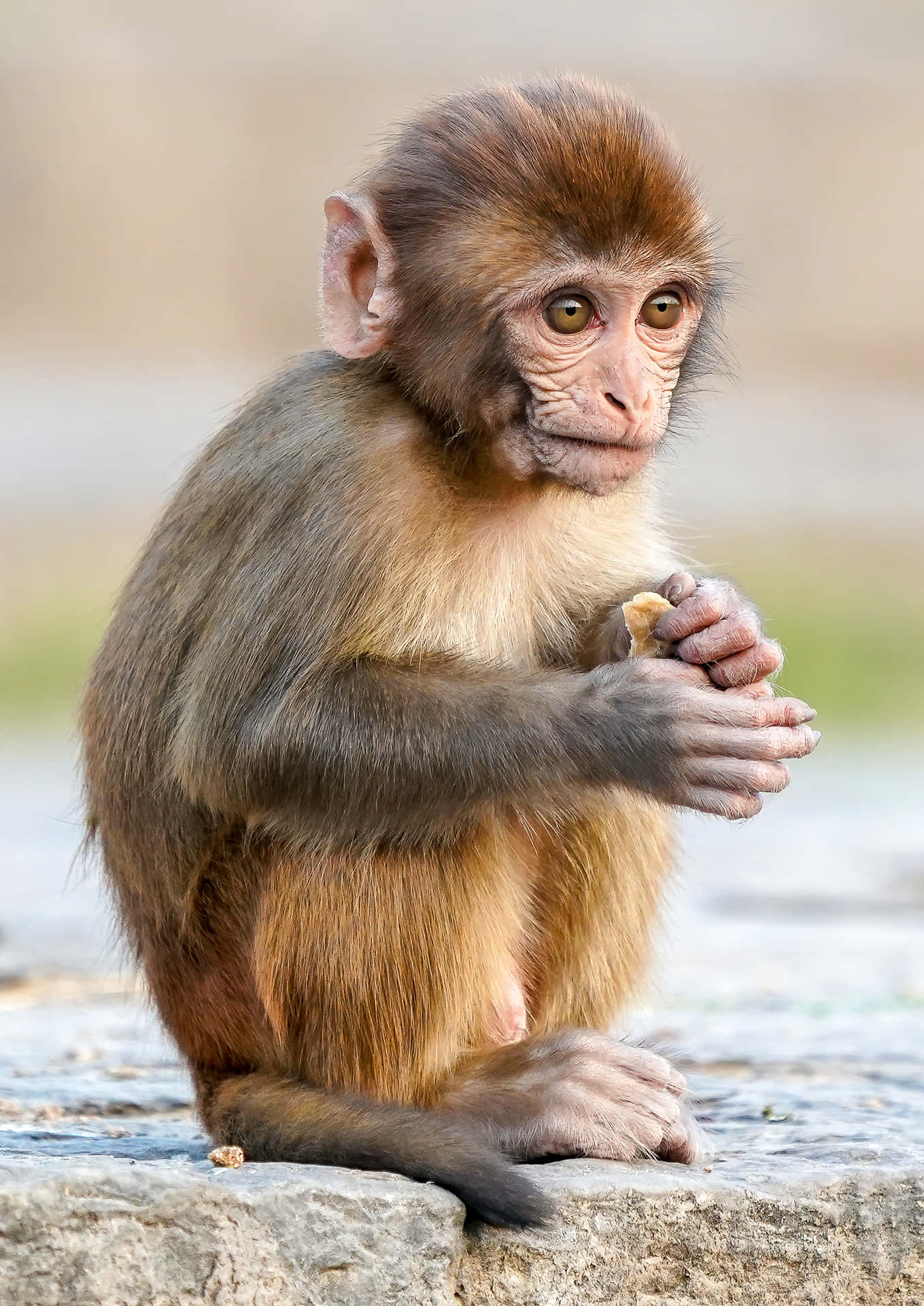 Cute Monkey Photo Holding Hand Wallpaper