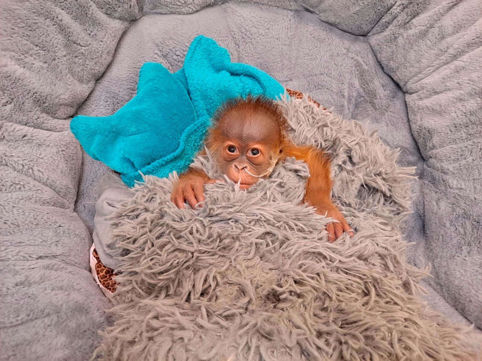 Cute Monkey Photo In Bed Wallpaper