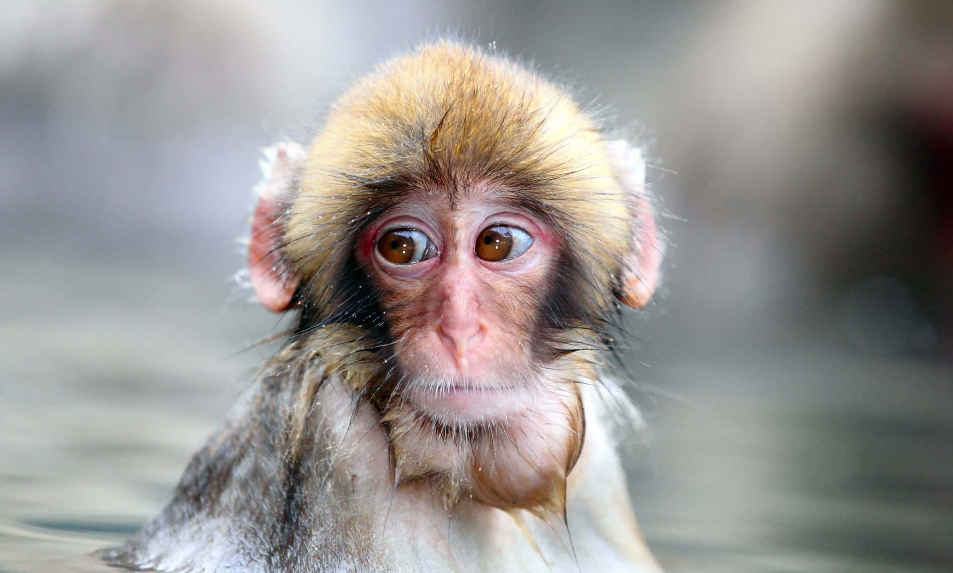 Cute Monkey Photo In Hot Spring Picture