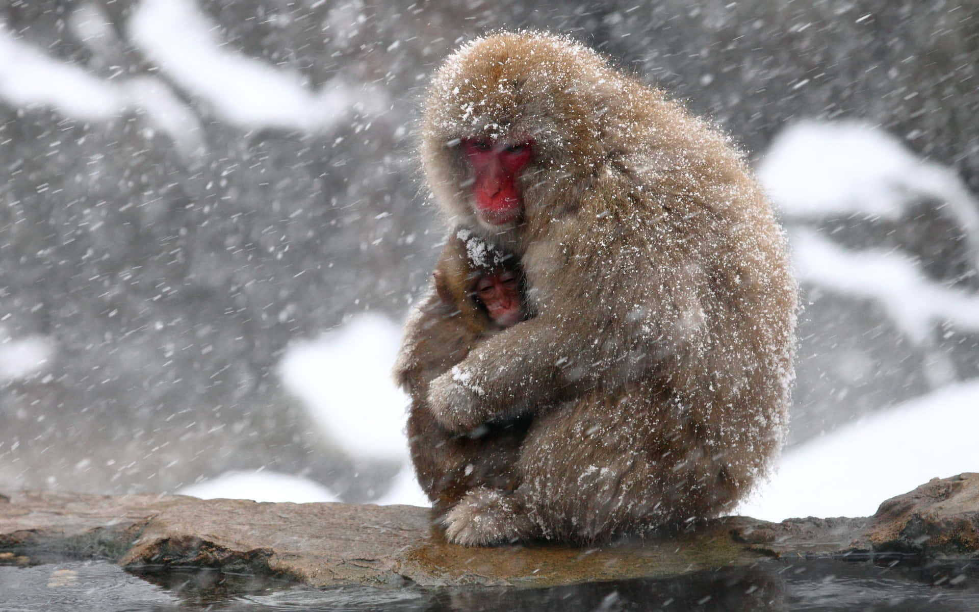 Cute Monkey Photo In Snow Wallpaper