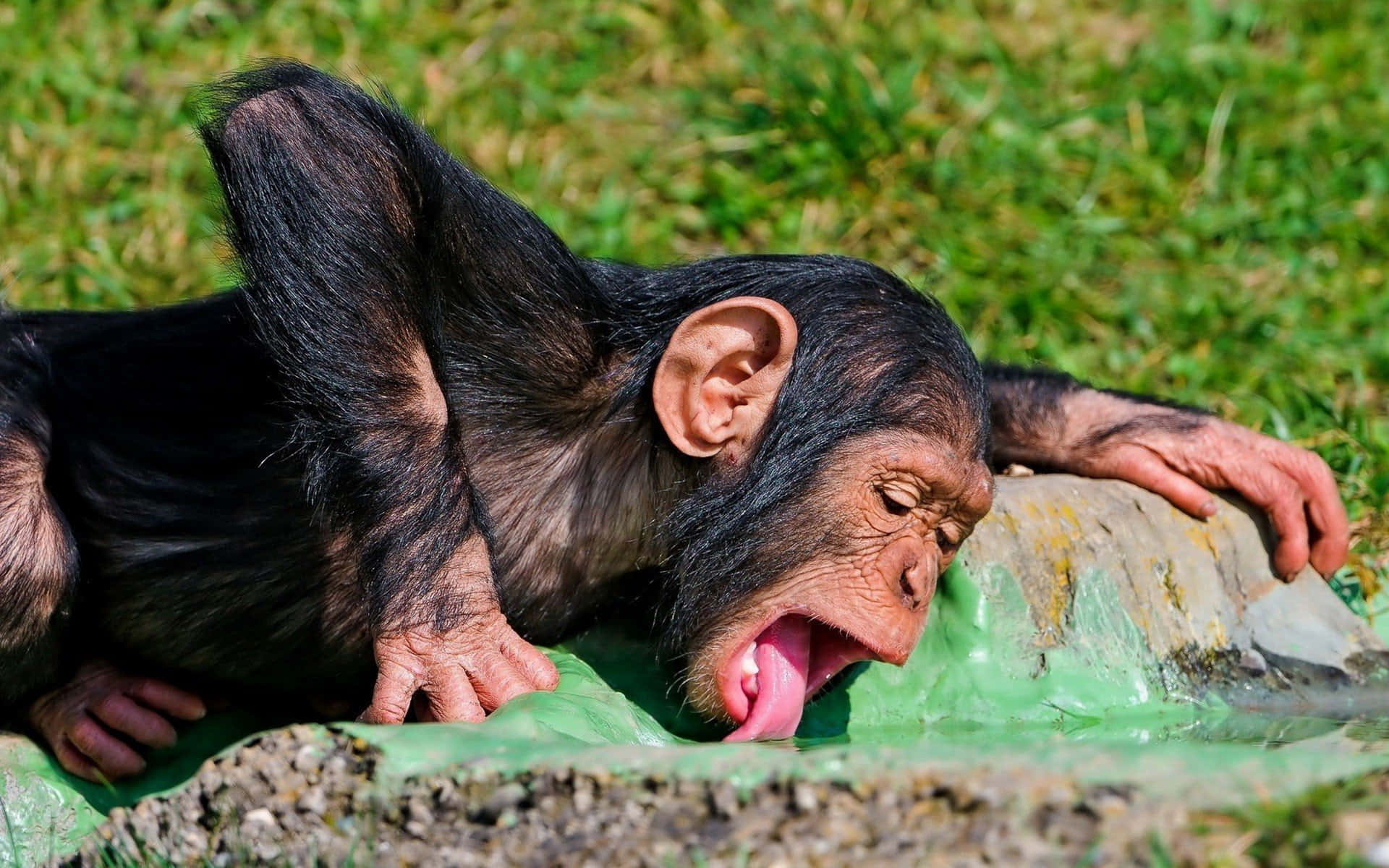 Cute Monkey Photo Licking Wallpaper