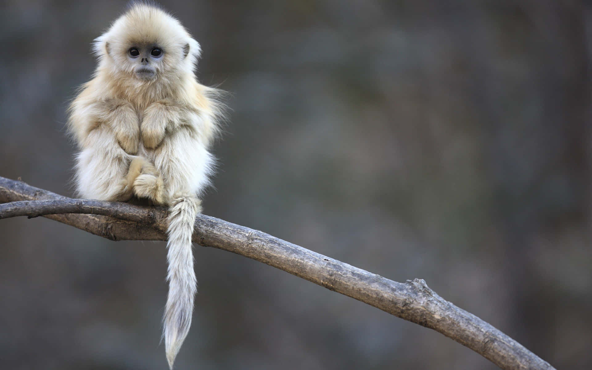 Cute Monkey Photo On A Branch Wallpaper