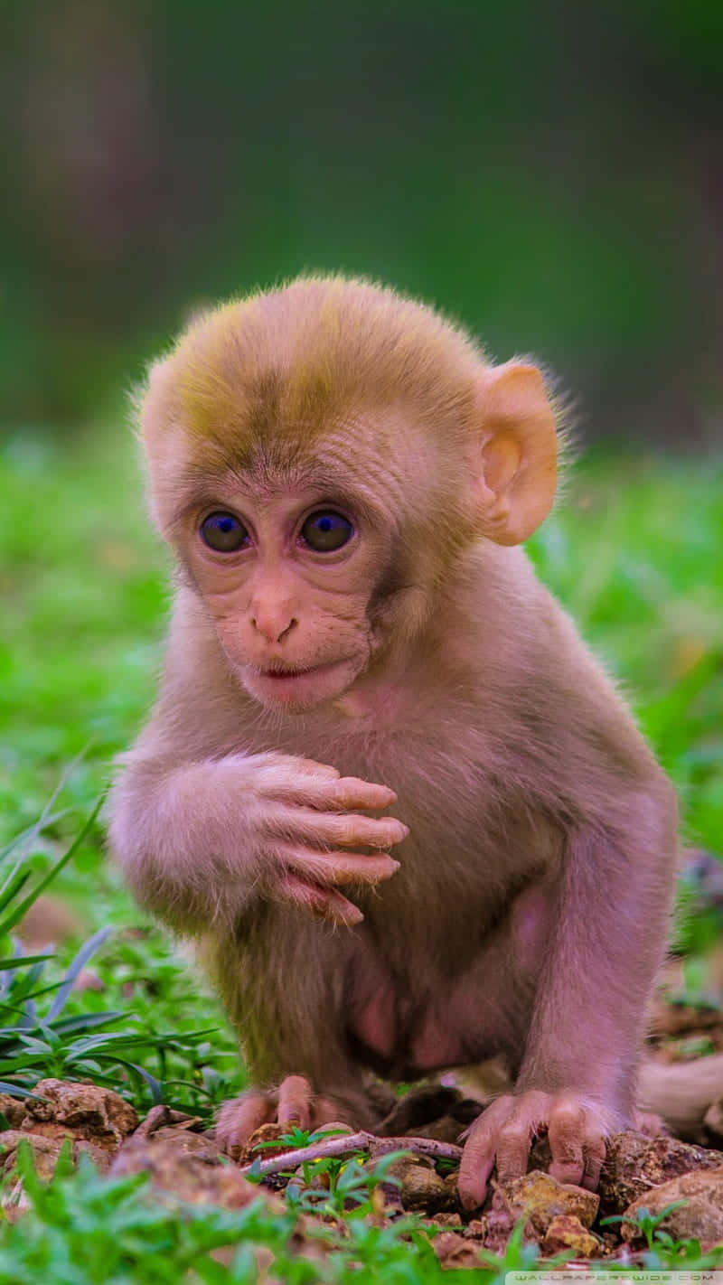 Cute Monkey Photo On Grass Wallpaper