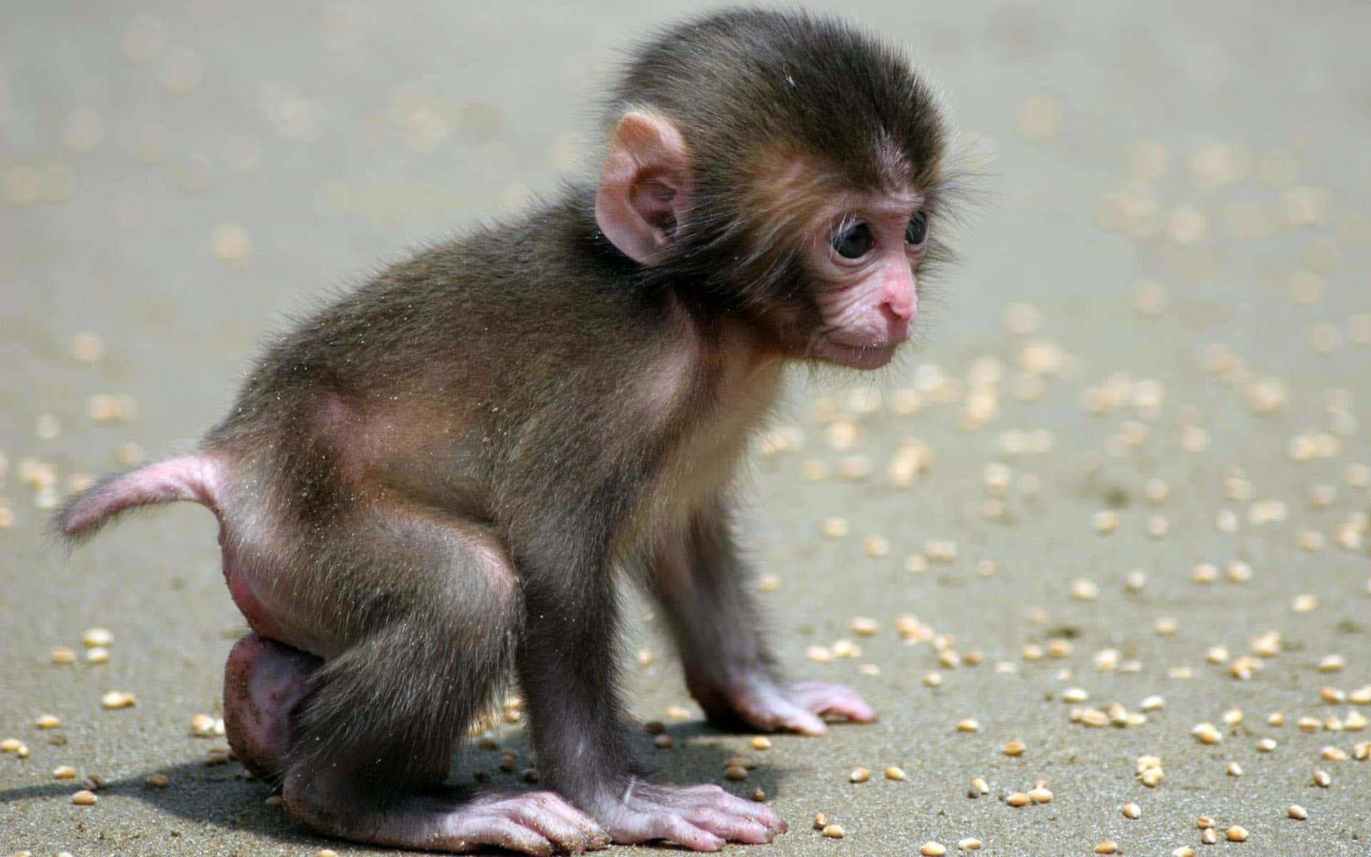 Cute Monkey Photo On The Ground Wallpaper