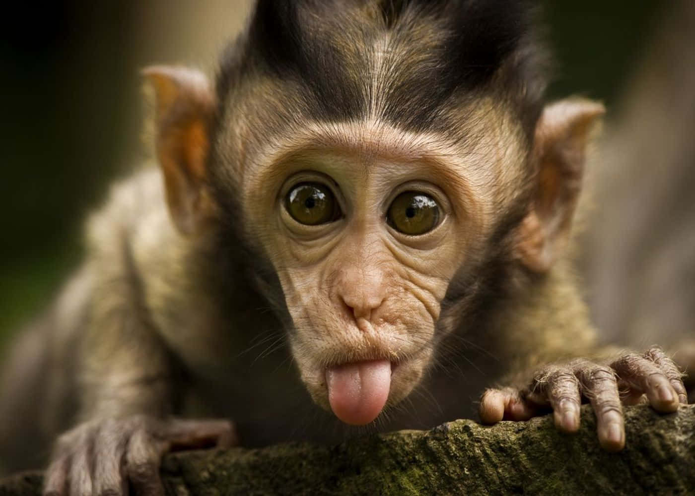 Cute Monkey Photo Sticking Tongue Wallpaper