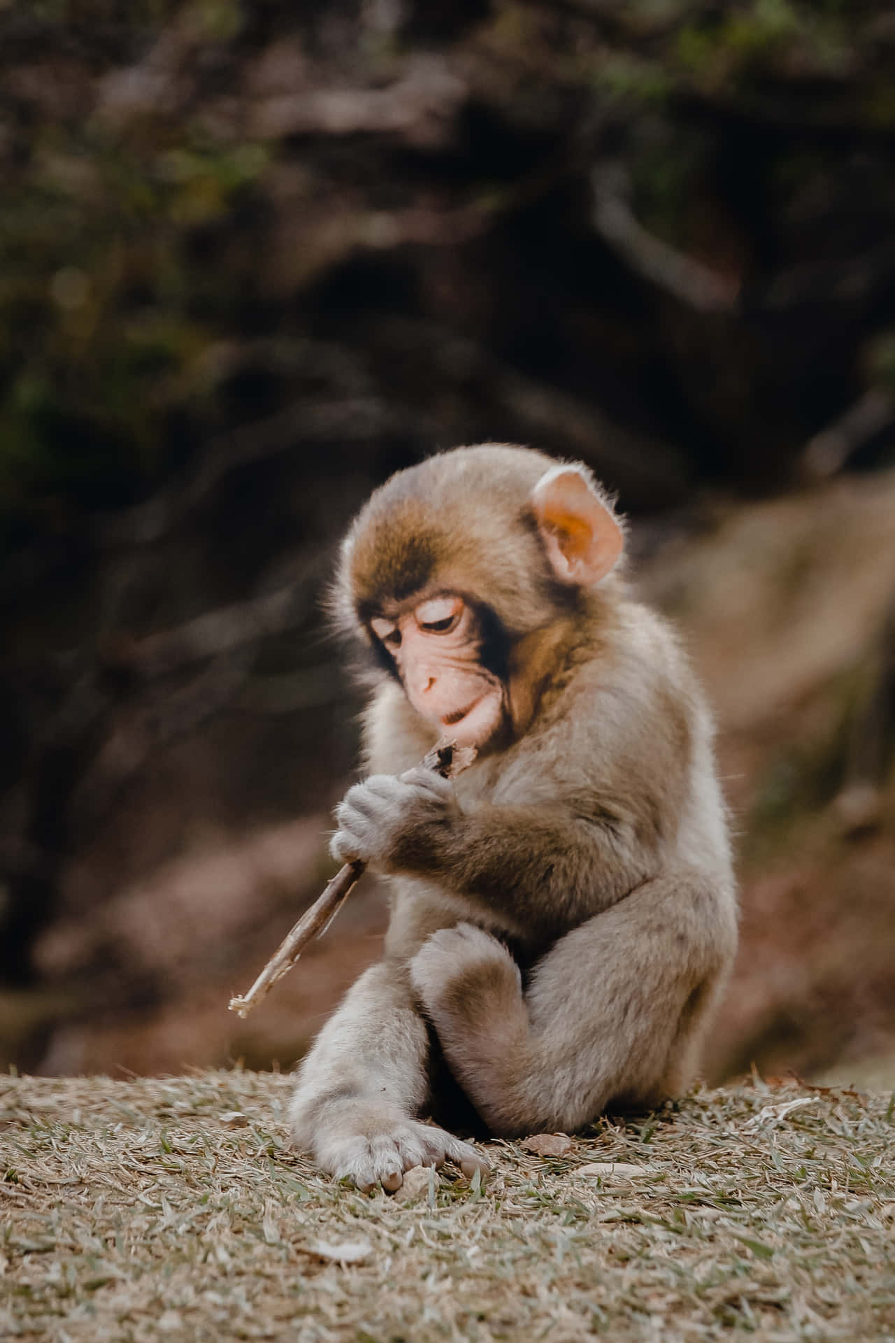 Adorable Monkey Captures the Heart of Everyone Around Him