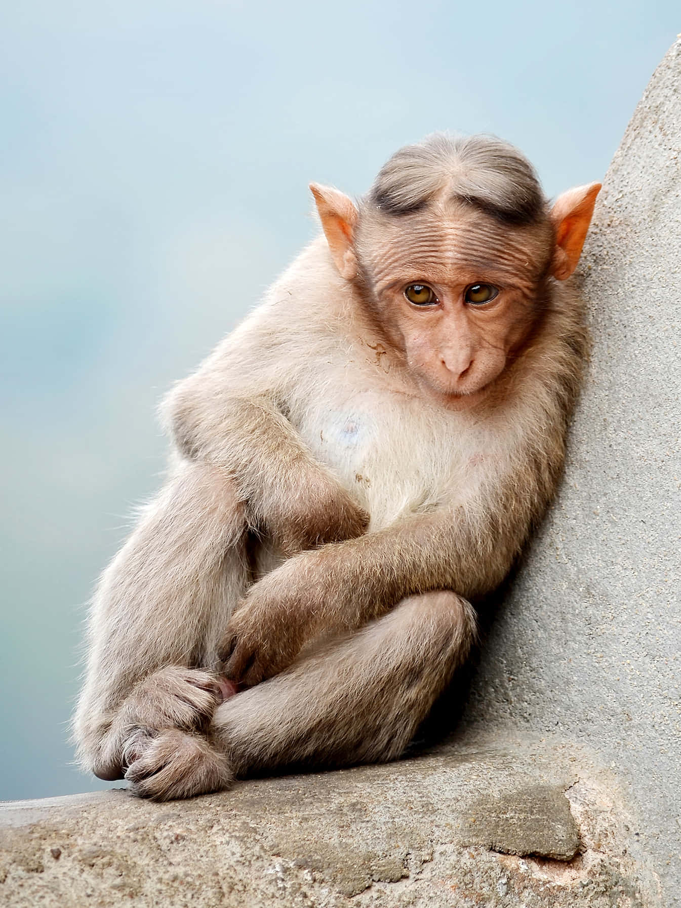 Adorable Baby Monkey Enjoying a Banana