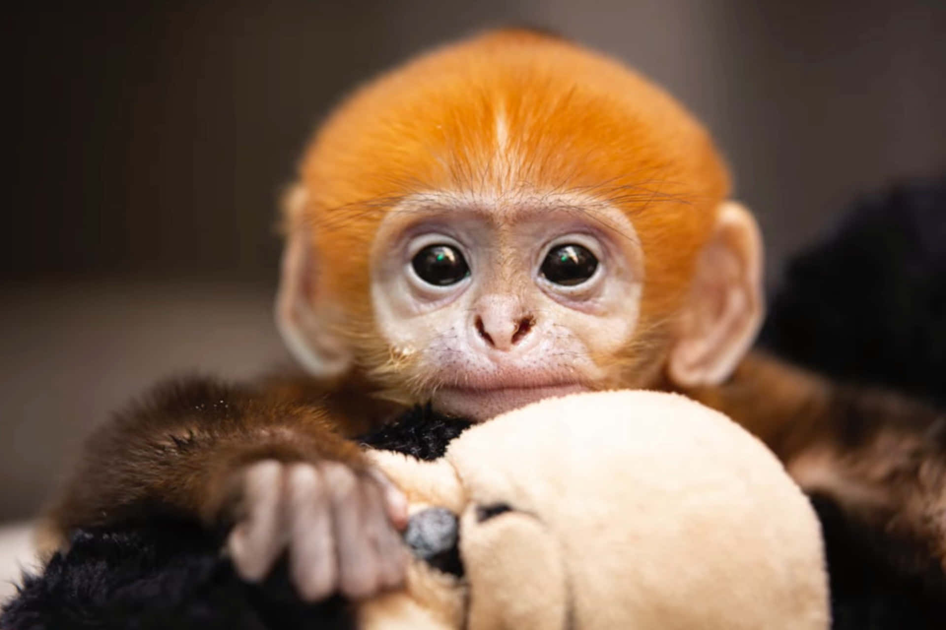 A Baby Monkey Is Holding A Stuffed Animal