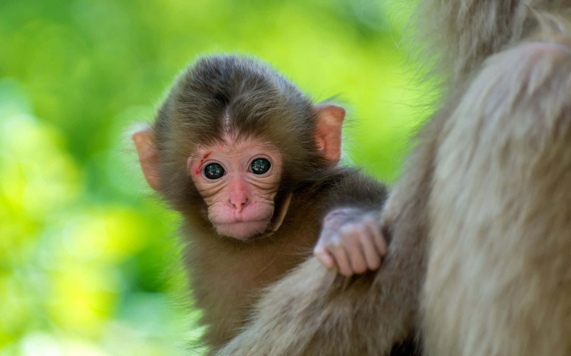 "Aww, look at this adorable monkey!"
