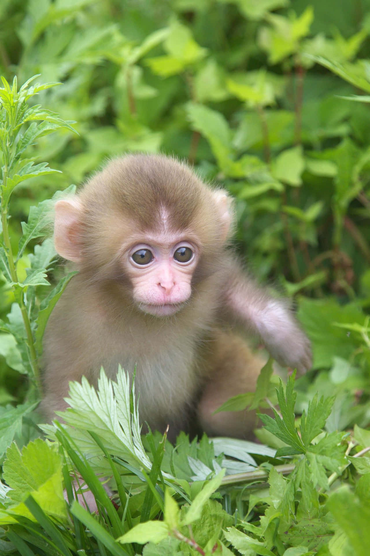 This little monkey is looking for fun!