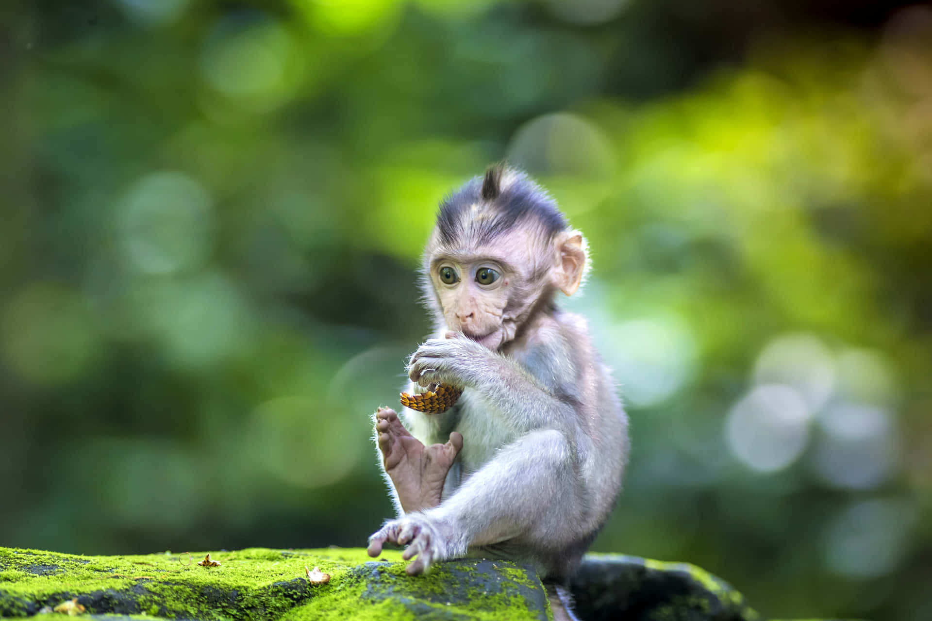 Sorridi,ecco Qui Un Adorabile Scimpanzé!