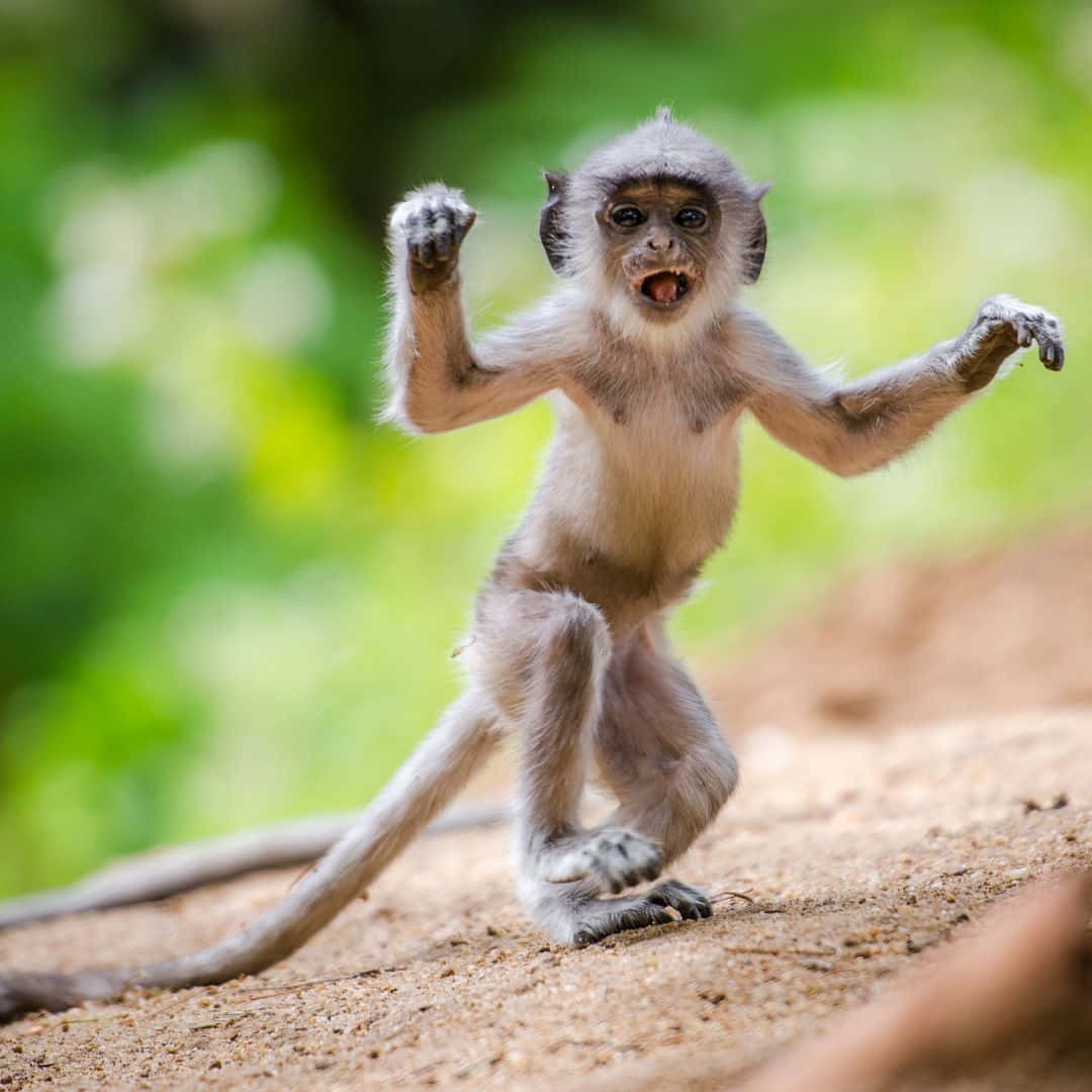 Check Out this Adorable Cute Monkey