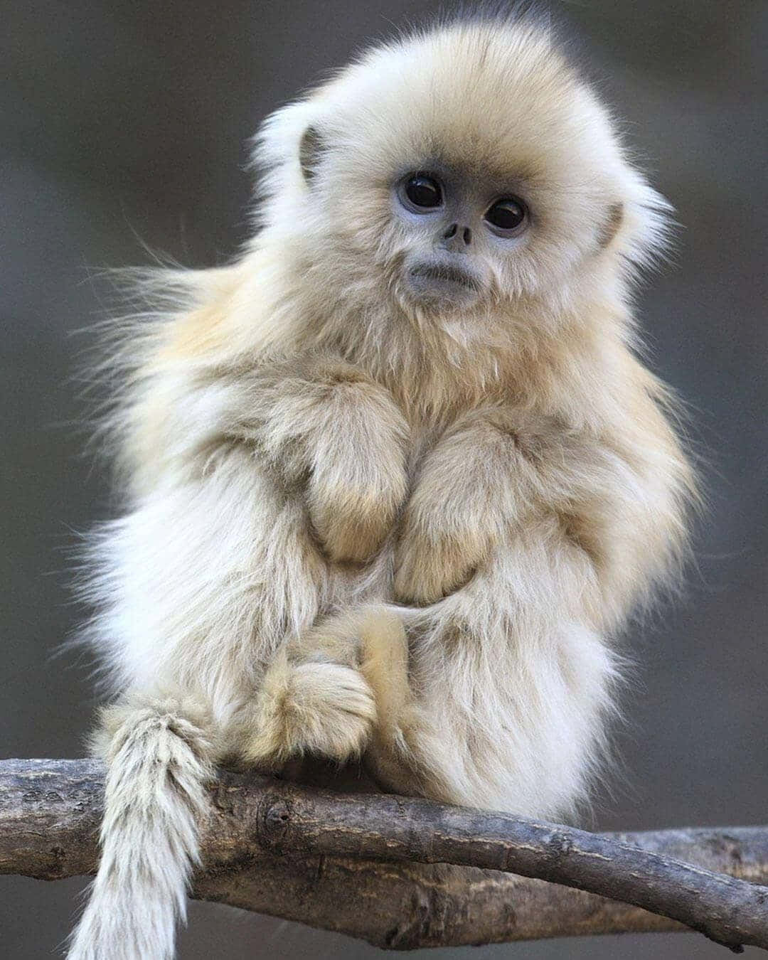 Look at this Adorable Monkey