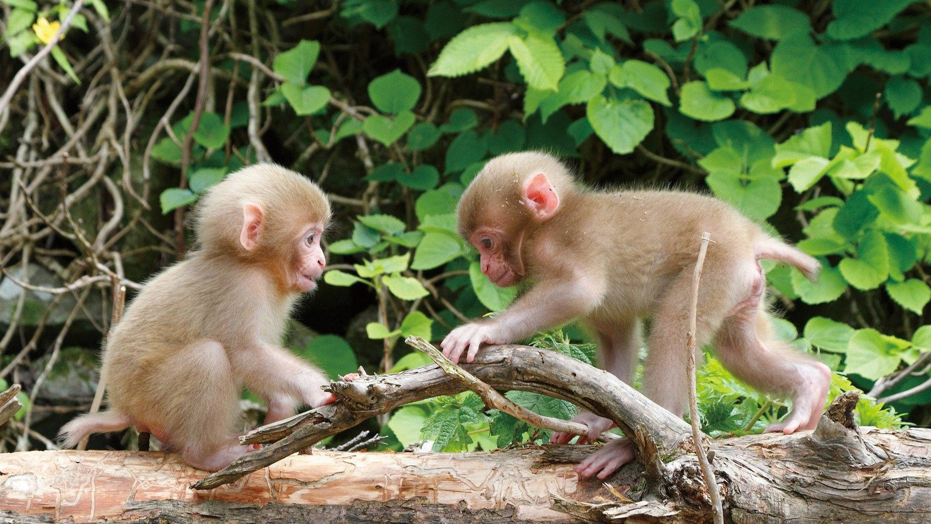 Cute Monkeys Playing Wallpaper