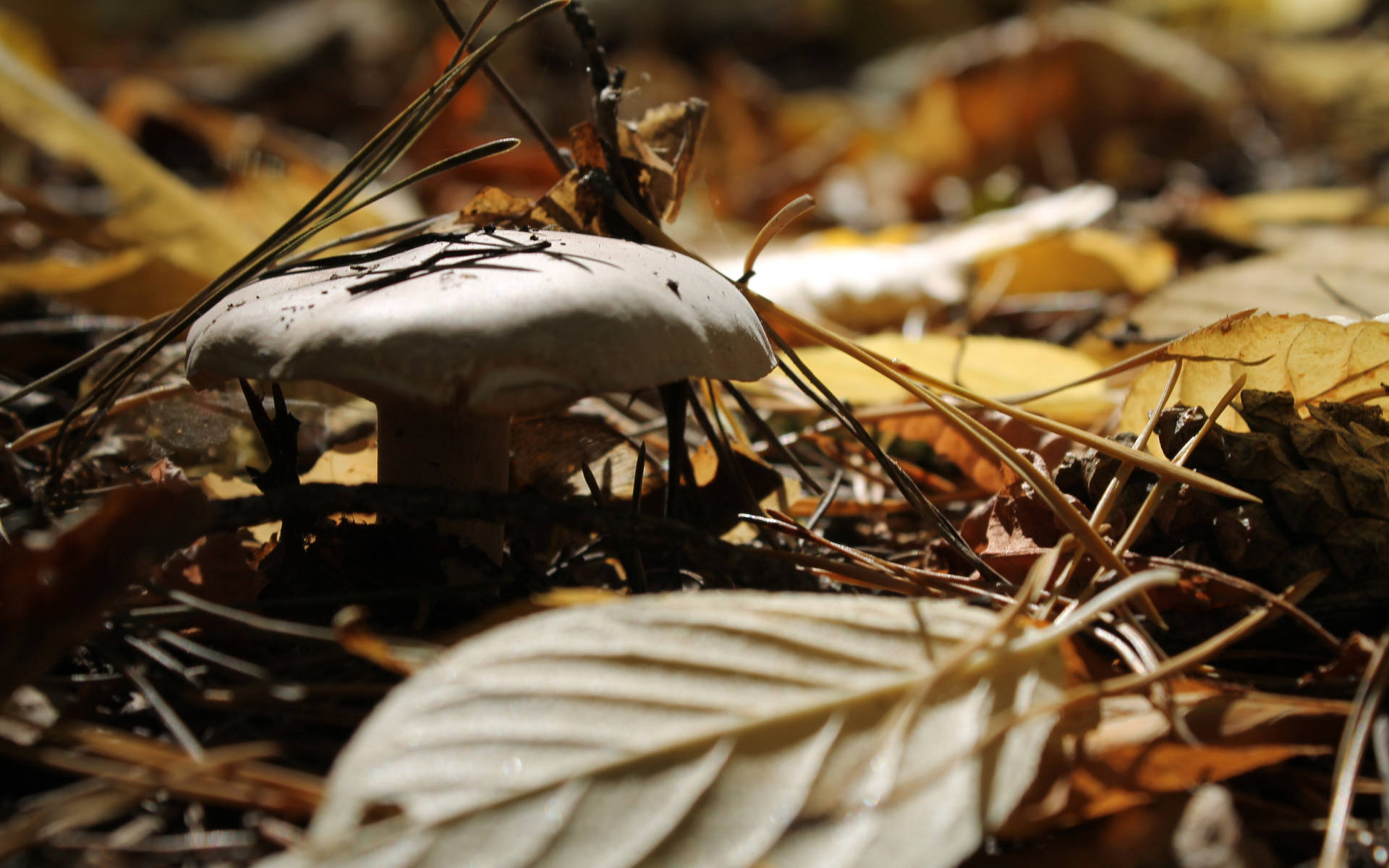 Cute Mushroom With Fallen Leaves Wallpaper