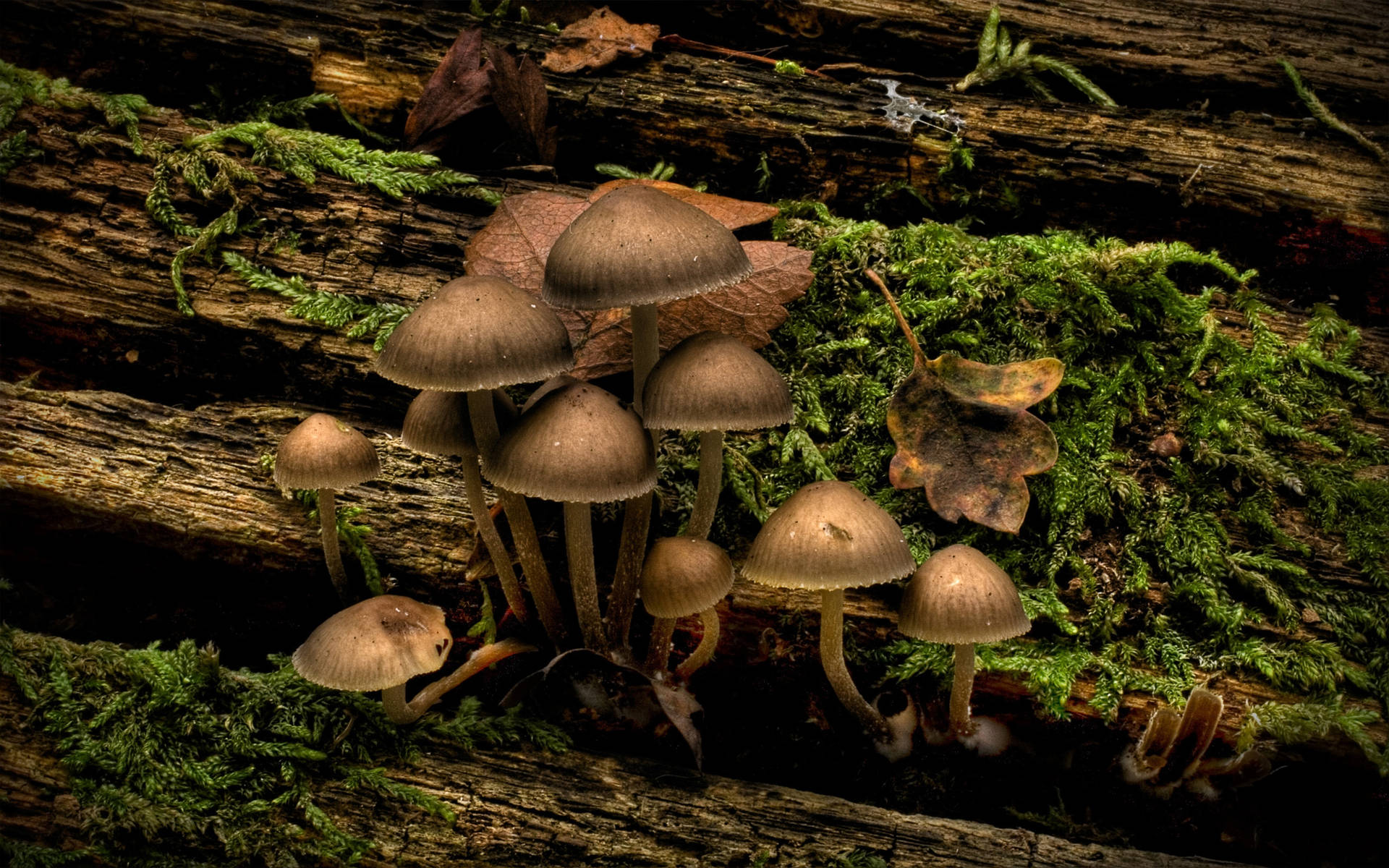 Søde svampe på træ og mos. Wallpaper