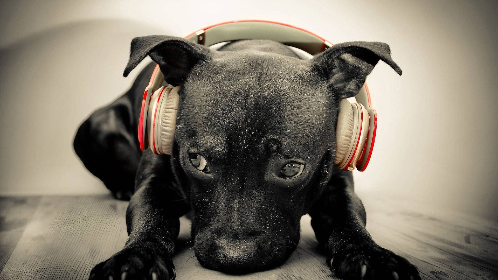 Cute Music Black Bull Terrier Dog Wallpaper