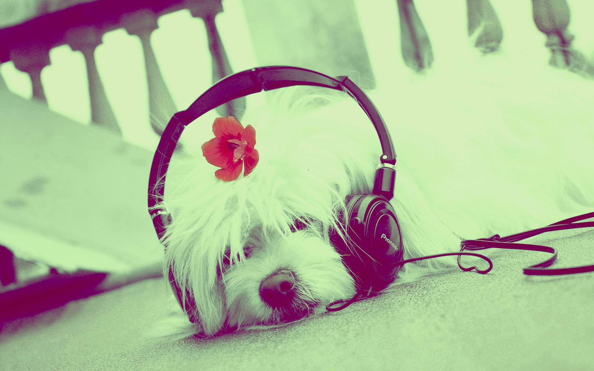 Cute Music Dog With Headphones Background