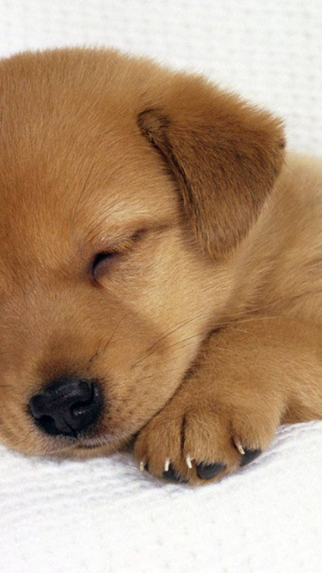 Cute Napping Brown Puppy Wallpaper