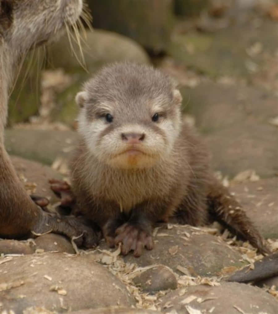 Niedlichesbild Eines Neugeborenen Otters