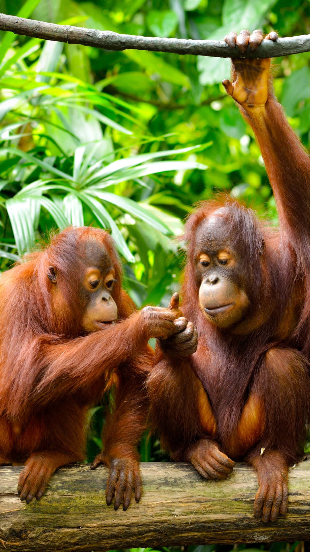 Sötaorangea Unga Orangutanger. Wallpaper