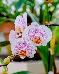 Søde Orkide Blomster åndedræt Wallpaper