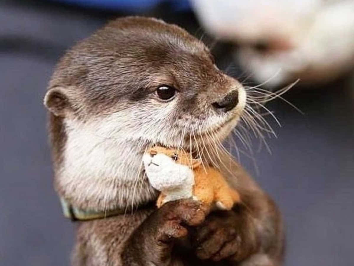 Cute Otter And Its Squirrel Toy Picture