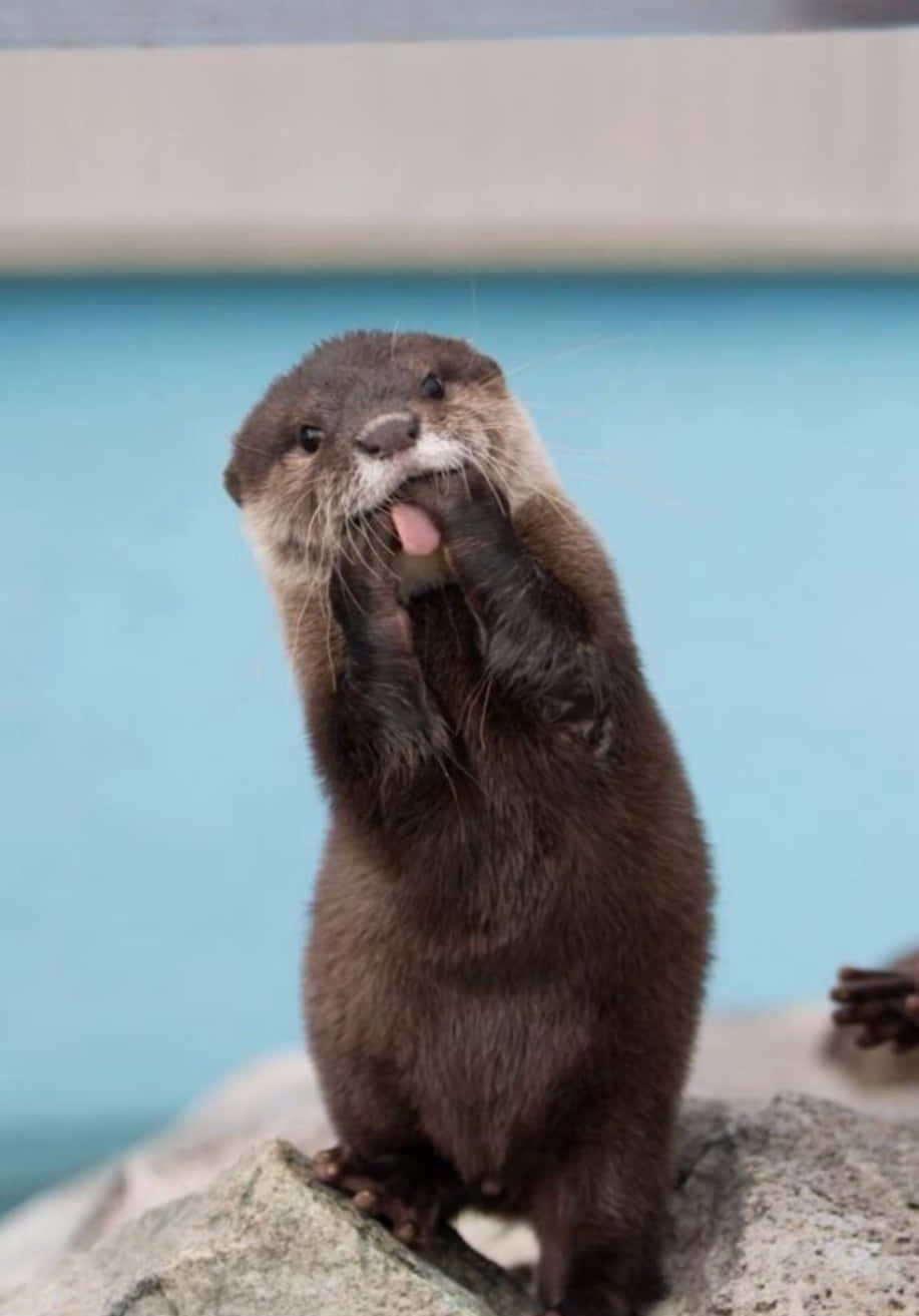 Adorable Otter Playfully Biting Hands