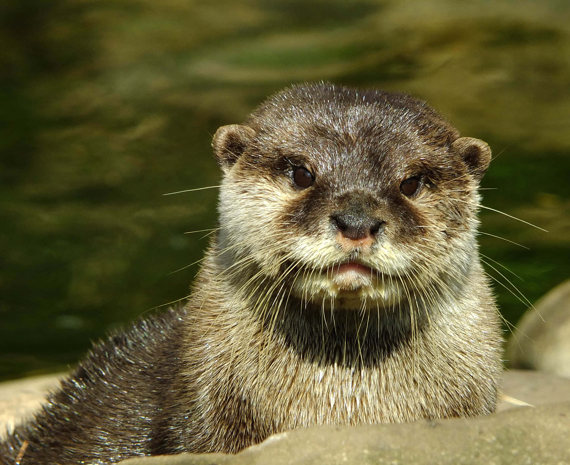 Cute Otter Chilling Picture