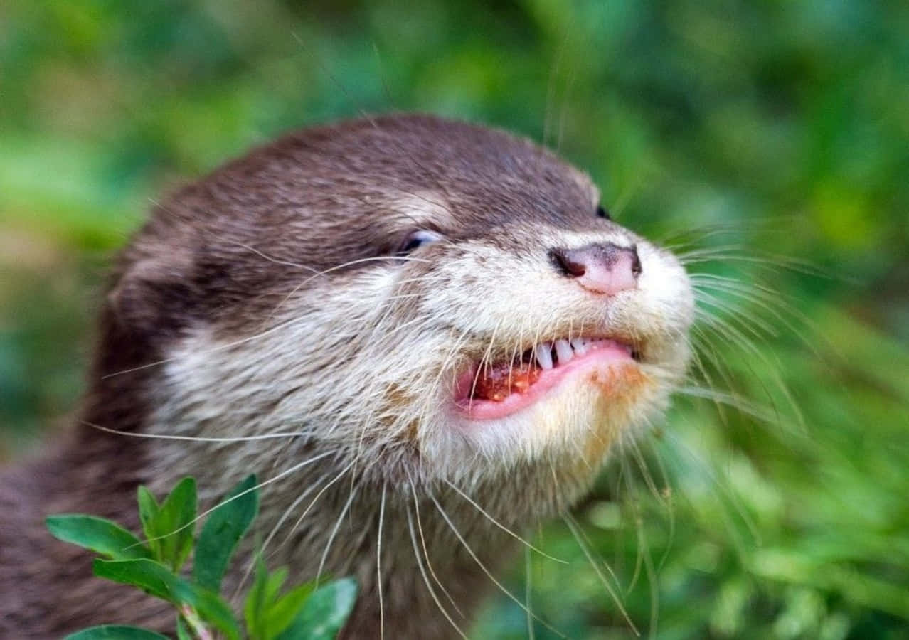 Cute Otter Clenching Teeth Picture