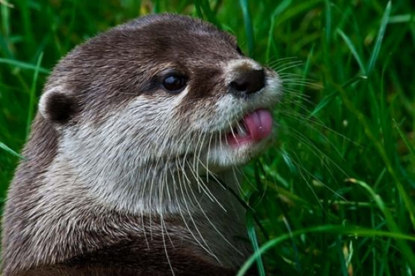 Cute Otter Face Picture