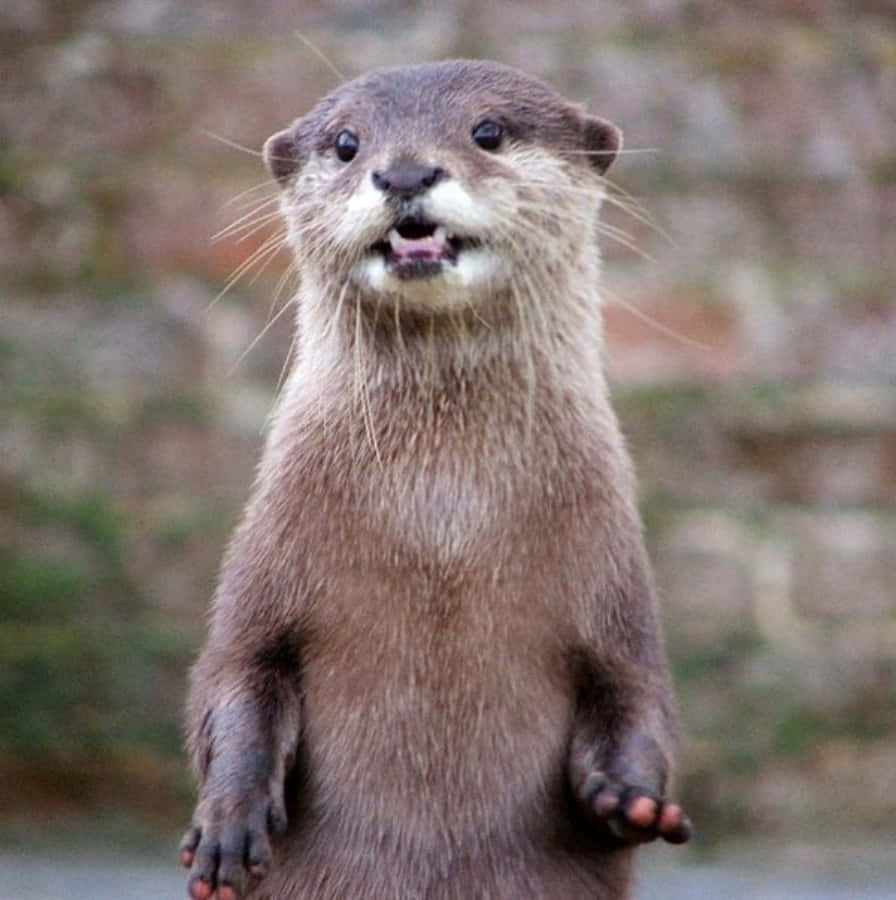 Sød Otter Ansigtsreaktionsbillede