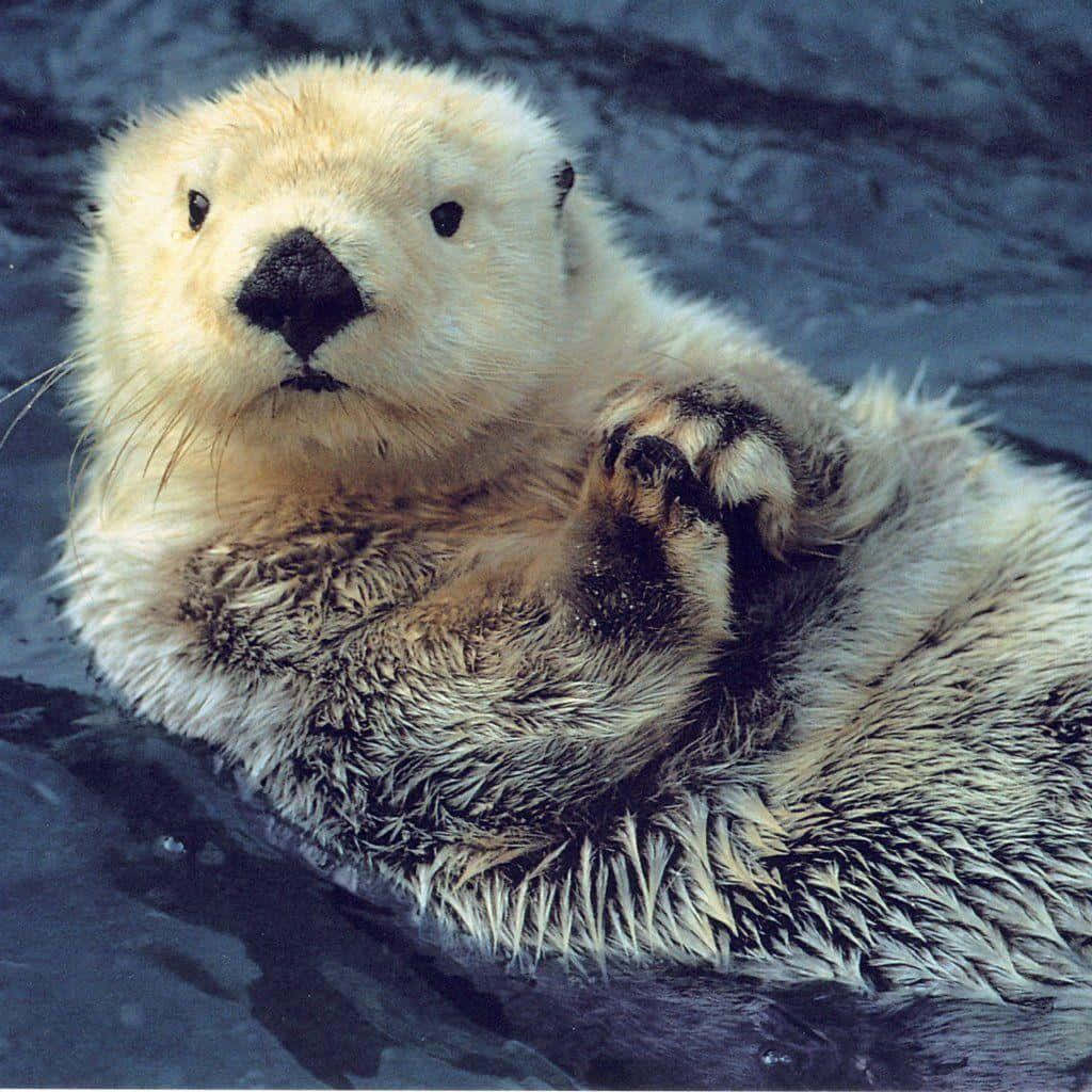 Cute Otter Floating Picture