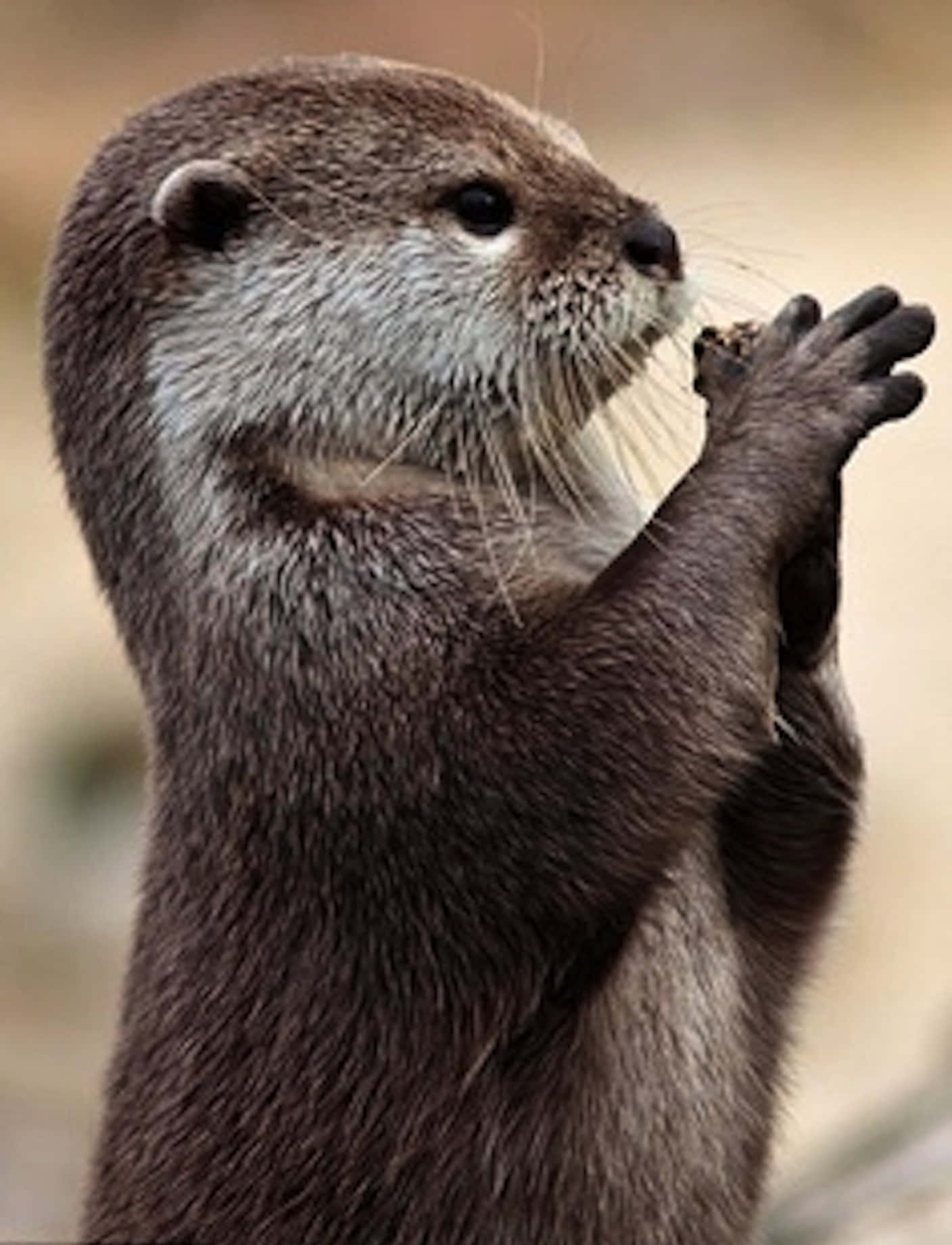 Cute Otter Hands Picture